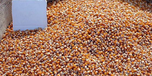 Animal Feed Nutrition | Exral Animal Feed Nutrition | Exral